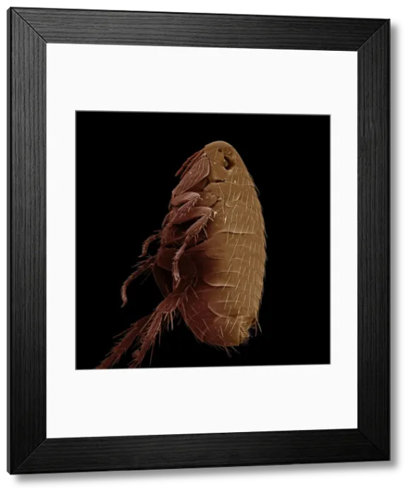 Framed Print : Scanning Electron Micrograph (SEM): Oriental Rat Flea, Magnification x 100 (A4 size: 29. 7 cm width) Framed Print : Scanning Electron Micrograph (SEM): Oriental Rat Flea, Magnification x 100 (A4 size: 29. 7 cm width)
