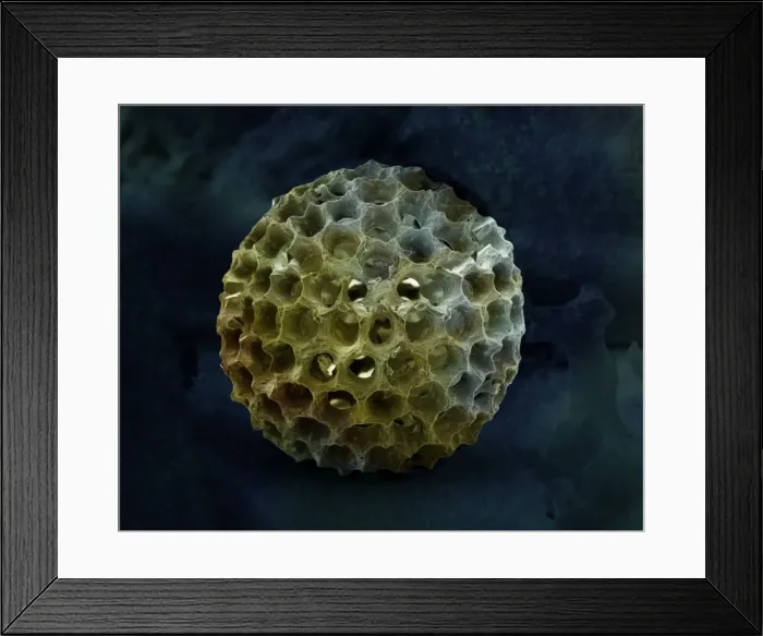 Framed Print : Radiolarian Framed Print : Radiolarian