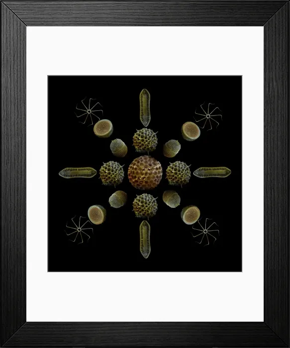 Framed Print : Scanning Electron Micrograph (SEM): Marine Diatoms and Radiolaria skeletons; Magnification x435 (when printed A4, 29. 7 cm cm wide) Framed Print : Scanning Electron Micrograph (SEM): Marine Diatoms and Radiolaria skeletons; Magnification x435 (when printed A4, 29. 7 cm cm wide)