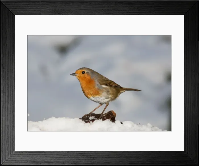 Framed Print : Robin - close up snow UK Framed Print : Robin - close up snow UK