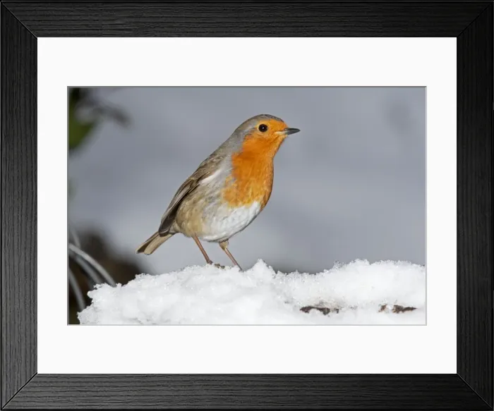Framed Print : Robin - close up in snow UK Framed Print : Robin - close up in snow UK