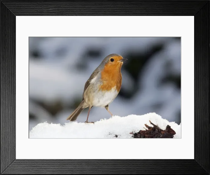 Framed Print : Robin - close up in snow UK Framed Print : Robin - close up in snow UK