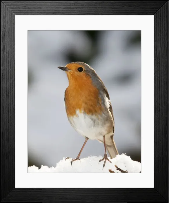 Framed Print : Robin - close up in snow UK Framed Print : Robin - close up in snow UK