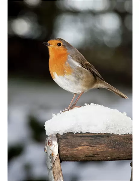 Robin - close up on snow covered spade handle UK