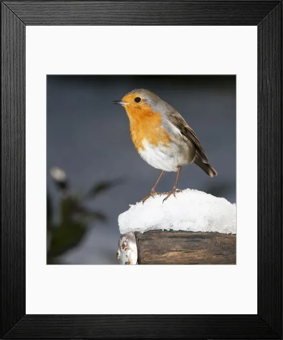 Framed Print : Robin - close up on snow covered spade handle UK Framed Print : Robin - close up on snow covered spade handle UK