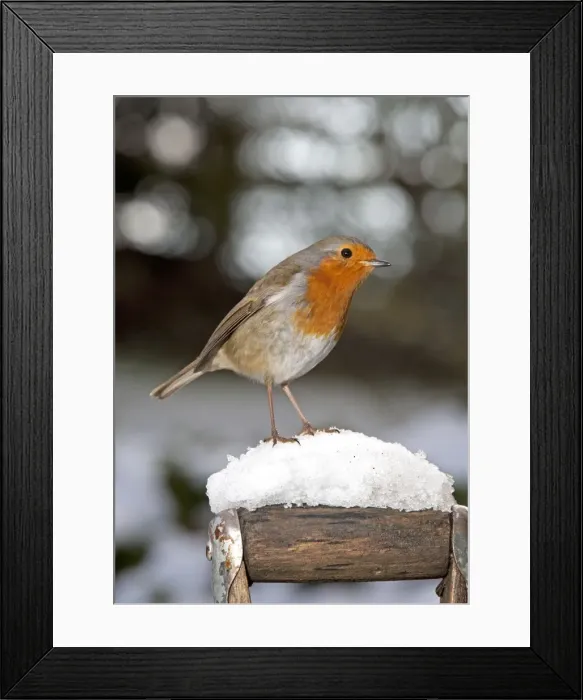 Framed Print : Robin- close up on snow covered spade handle UK Framed Print : Robin- close up on snow covered spade handle UK