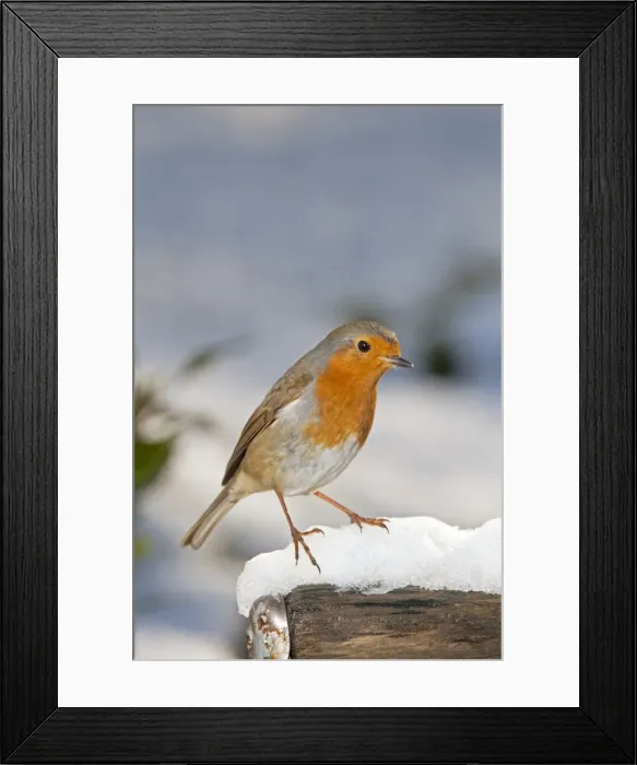 Framed Print : Robin - close up on snow covered spade handle UK Framed Print : Robin - close up on snow covered spade handle UK