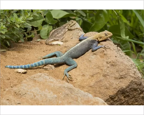 Agamid Lizard - Sunning itself on rock - Tsavo East December - Kenya - Africa