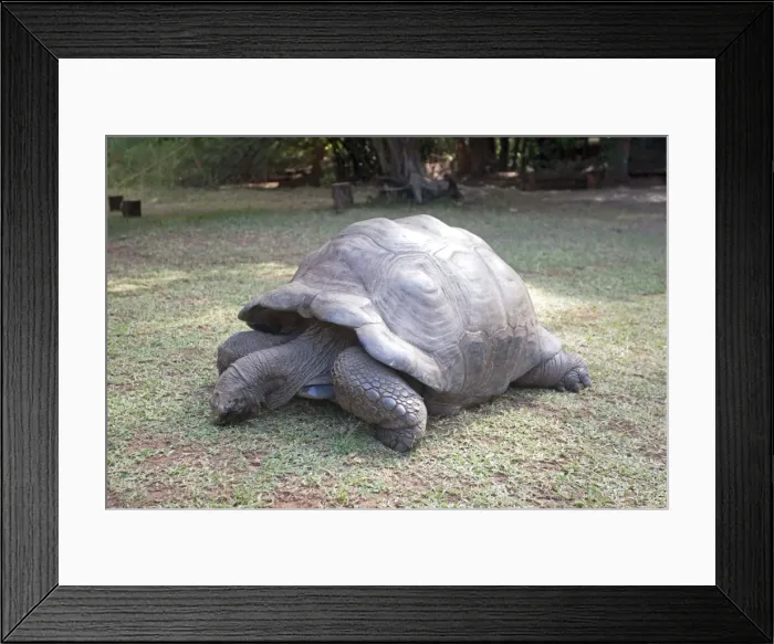 Framed Print : Aldabra Tortoise - Haller Park Mombasa Kenya Framed Print : Aldabra Tortoise - Haller Park Mombasa Kenya