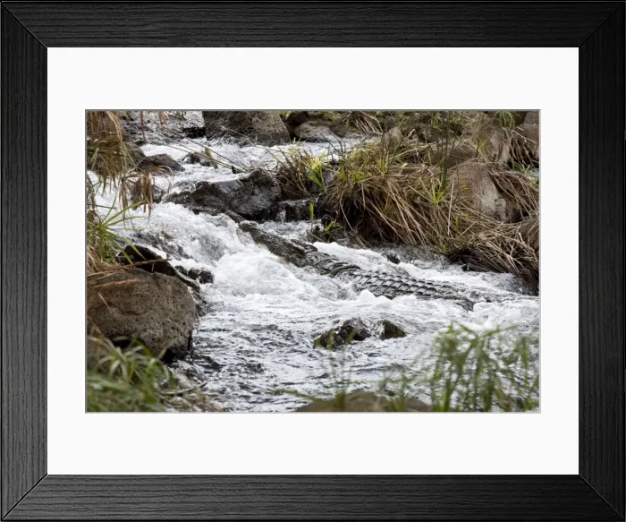 Framed Print : Crocodile at Mzima Springs Tsavo East Kenya Framed Print : Crocodile at Mzima Springs Tsavo East Kenya