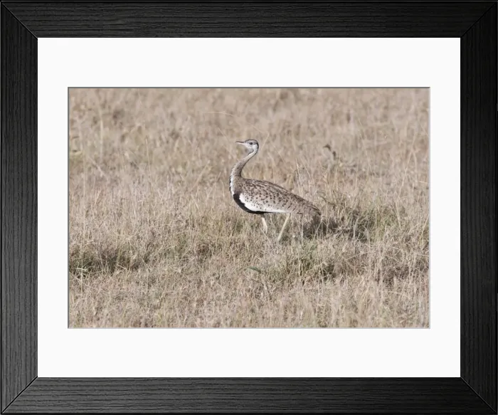 Framed Print : Black Bellied Bustard - Maasai Mara North Reserve Kenya Framed Print : Black Bellied Bustard - Maasai Mara North Reserve Kenya