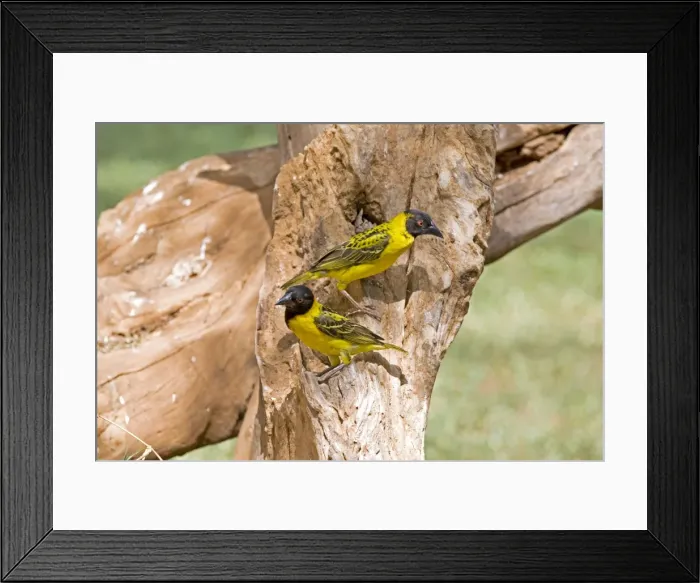 Framed Print : Black-headed Buffalo Weavers - On tree stump - Tsavo East National Park Kenya - Africa Framed Print : Black-headed Buffalo Weavers - On tree stump - Tsavo East National Park Kenya - Africa