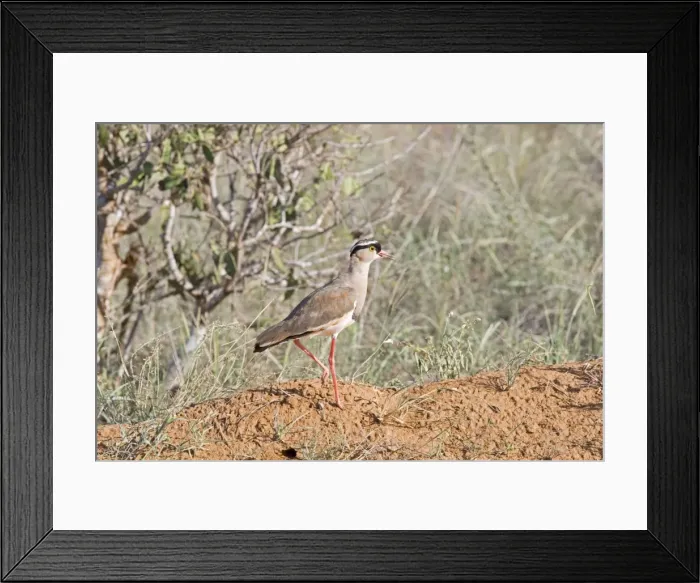 Framed Print : Crowned Plover - Tsavo East National Park Kenya Framed Print : Crowned Plover - Tsavo East National Park Kenya
