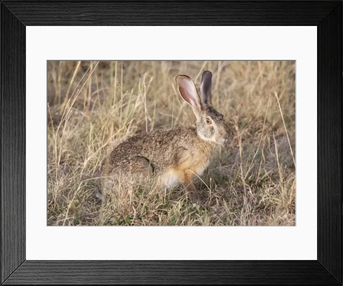 Framed Print : Cape Hare - On open savannah plains - Maasai Mara North Reserve Kenya