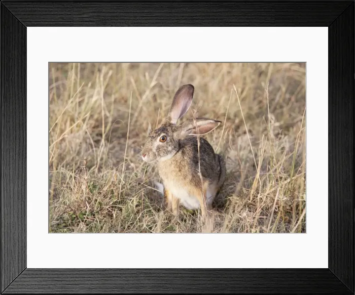 Framed Print : Cape Hare - On open savannah plains - Maasai Mara North Reserve Kenya Framed Print : Cape Hare - On open savannah plains - Maasai Mara North Reserve Kenya