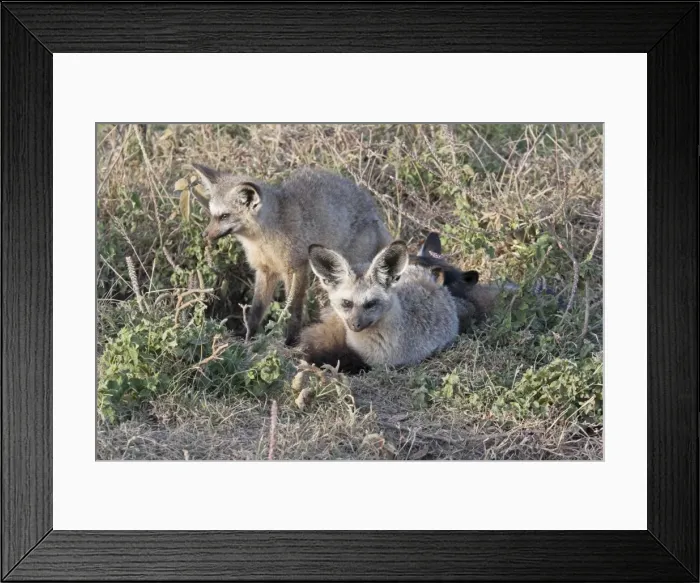 Framed Print : Bat Eared Fox - By burrow on open plains - Maasai Mara North Reserve Kenya Framed Print : Bat Eared Fox - By burrow on open plains - Maasai Mara North Reserve Kenya