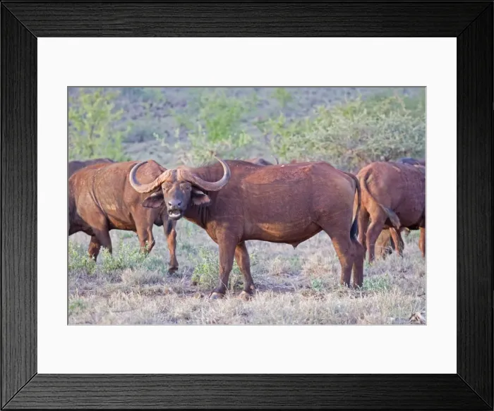 Framed Print : Buffalo - Tsavo East National Park Kenya Framed Print : Buffalo - Tsavo East National Park Kenya