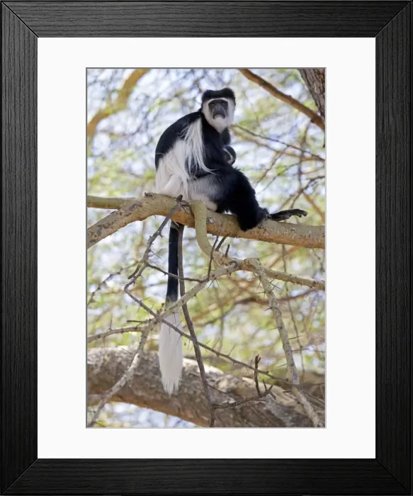 Framed Print : Black and White Colobus Monkey - with young - Elsamere Conservation Centre Lake Naivasha Kenya Framed Print : Black and White Colobus Monkey - with young - Elsamere Conservation Centre Lake Naivasha Kenya
