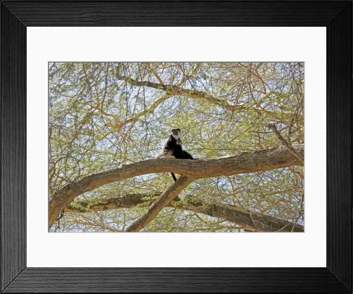 Framed Print : Black and White Colobus Monkey - with young - Elsamere Conservation Centre Lake Naivasha Kenya Framed Print : Black and White Colobus Monkey - with young - Elsamere Conservation Centre Lake Naivasha Kenya