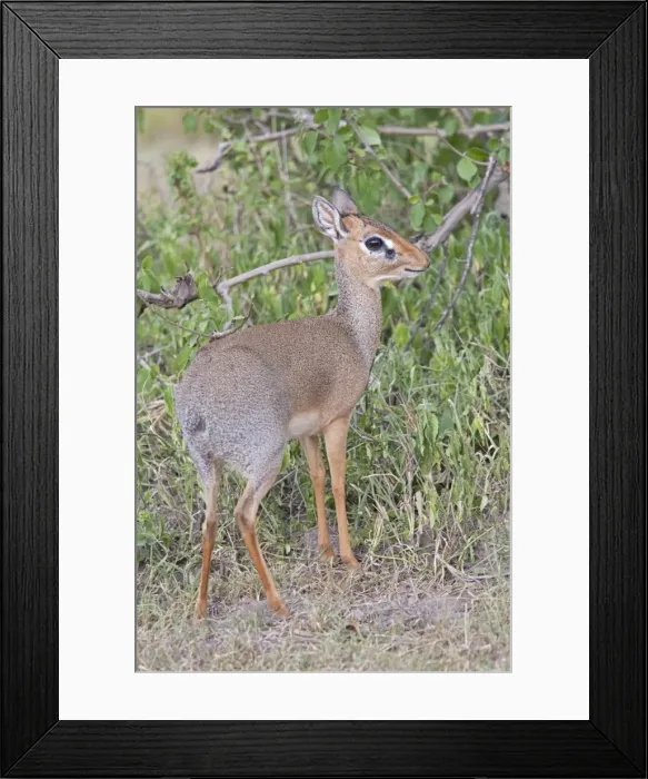 Framed Print : Kirk's Dik-dik - Maasai Mara North Reserve Kenya Framed Print : Kirk's Dik-dik - Maasai Mara North Reserve Kenya