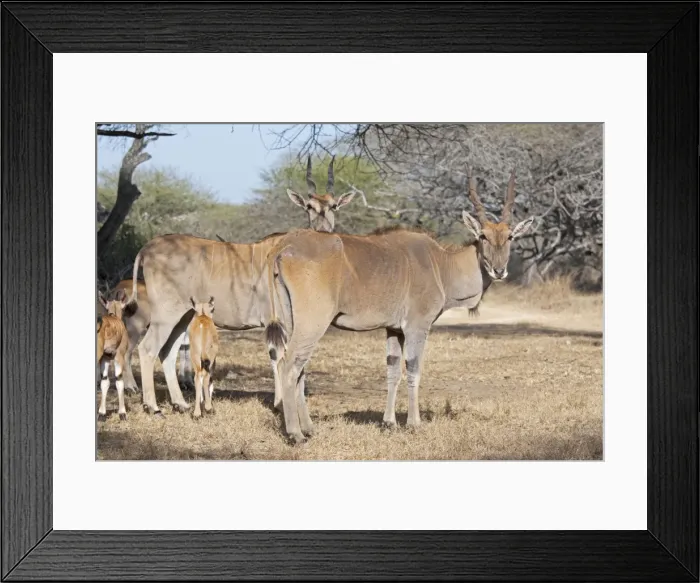 Framed Print : Domesticated Eland - Nguuni Nature Reserve Mombasa Kenya Framed Print : Domesticated Eland - Nguuni Nature Reserve Mombasa Kenya