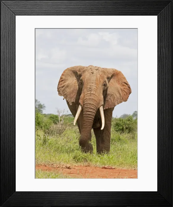 Framed Print : African Elephant - Covered in red Tsavo dust - Tsavo East National Park Kenya Framed Print : African Elephant - Covered in red Tsavo dust - Tsavo East National Park Kenya