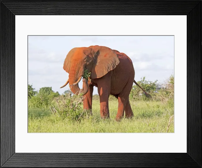 Framed Print : African Elephant - Covered in red Tsavo dust - With food in mouth- Tsavo East National Park Kenya Framed Print : African Elephant - Covered in red Tsavo dust - With food in mouth- Tsavo East National Park Kenya