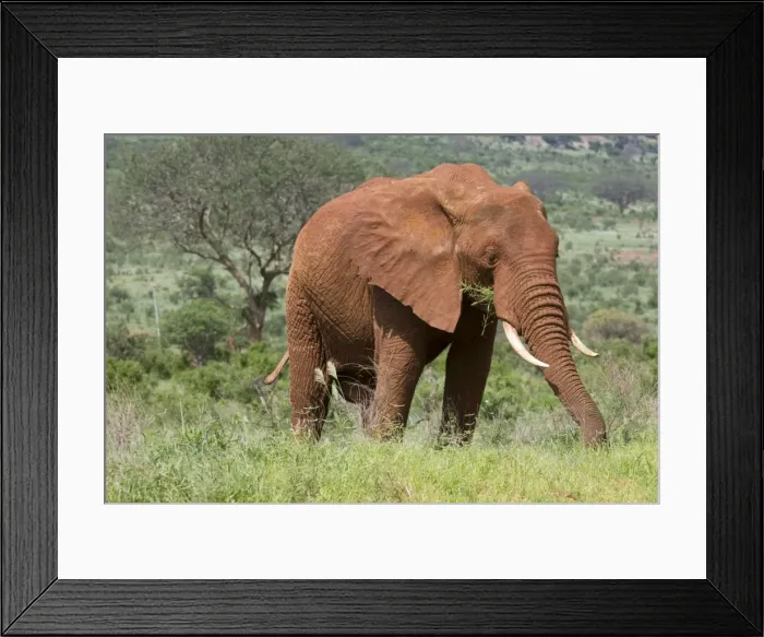 Framed Print : Elephant - Covered in red Tsavo dust - With food in mouth- Tsavo East National Park Kenya Framed Print : Elephant - Covered in red Tsavo dust - With food in mouth- Tsavo East National Park Kenya