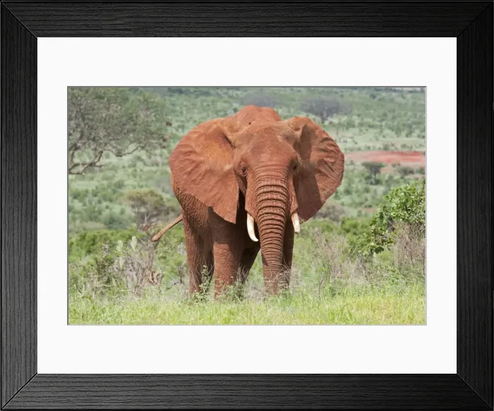 Framed Print : Elephant - Covered in red Tsavo dust - Tsavo East National Park Kenya Framed Print : Elephant - Covered in red Tsavo dust - Tsavo East National Park Kenya