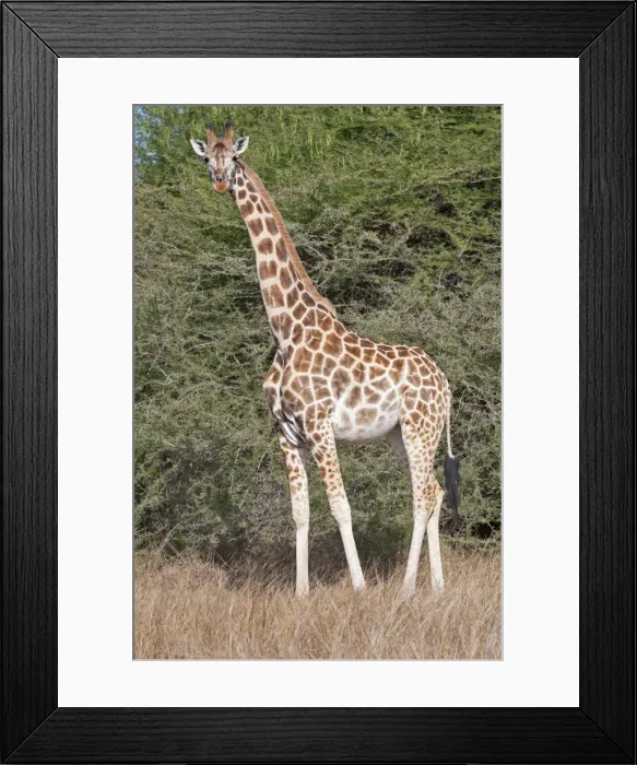 Framed Print : Maasai Giraffe - Nguuni Nature Reserve Mombasa Kenya Framed Print : Maasai Giraffe - Nguuni Nature Reserve Mombasa Kenya