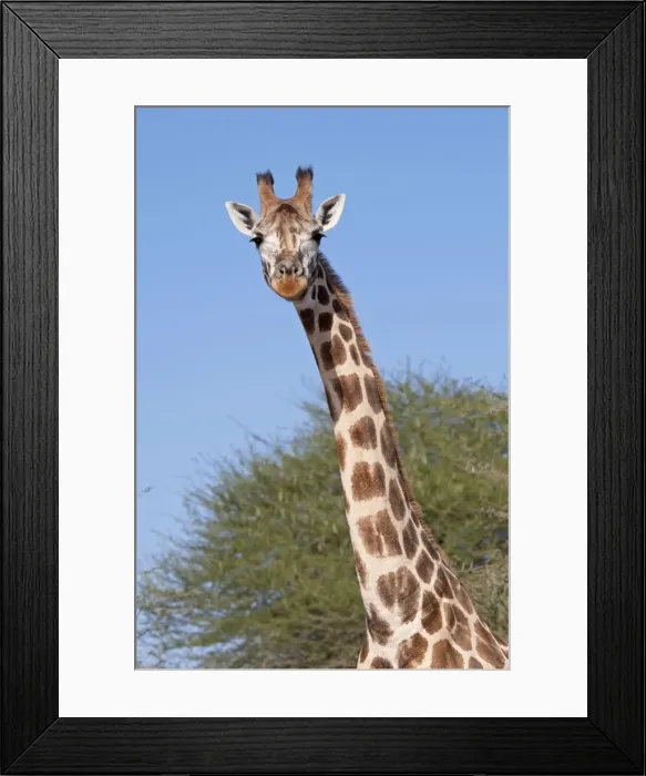 Framed Print : Head and neck of Maasai Giraffe - Nguuni Nature Reserve Mombasa Kenya Framed Print : Head and neck of Maasai Giraffe - Nguuni Nature Reserve Mombasa Kenya