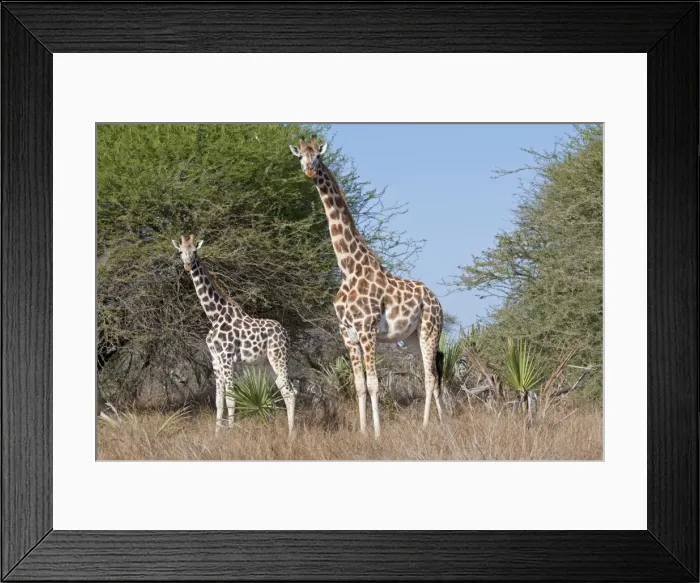Framed Print : Maasai Giraffes - Nguuni Nature Reserve Mombasa Kenya Framed Print : Maasai Giraffes - Nguuni Nature Reserve Mombasa Kenya