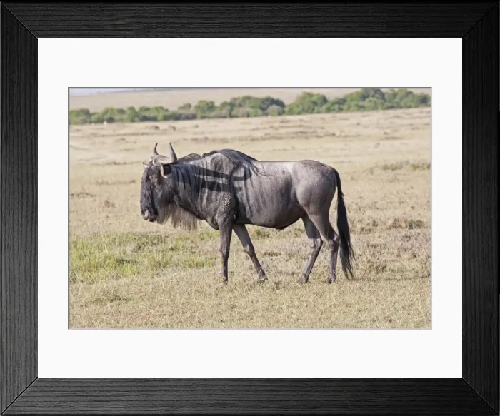 Framed Print : Wildebeest / Gnu - On savannah plains - Maasai Mara North Reserve Kenya Africa Framed Print : Wildebeest / Gnu - On savannah plains - Maasai Mara North Reserve Kenya Africa
