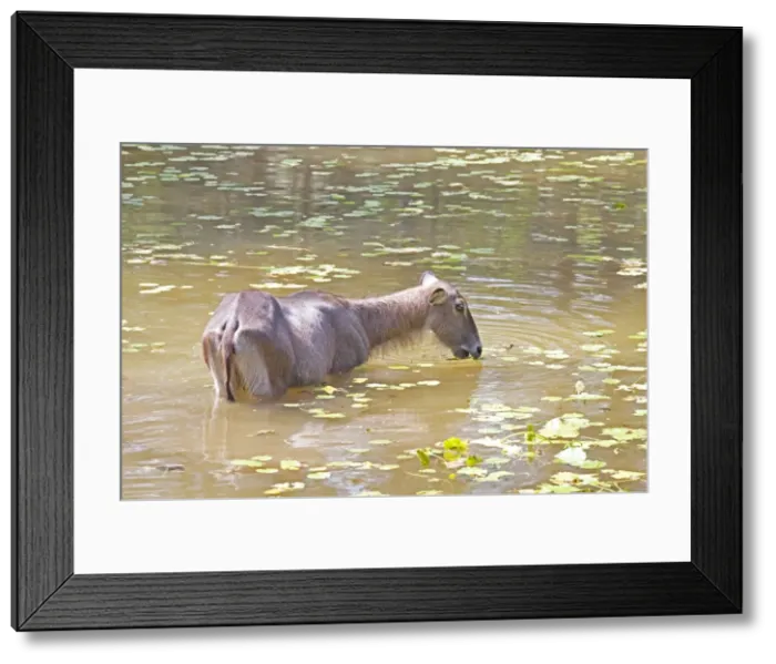 Framed Print : Waterbuck - In pool - Haller Park Mombasa Kenya Framed Print : Waterbuck - In pool - Haller Park Mombasa Kenya