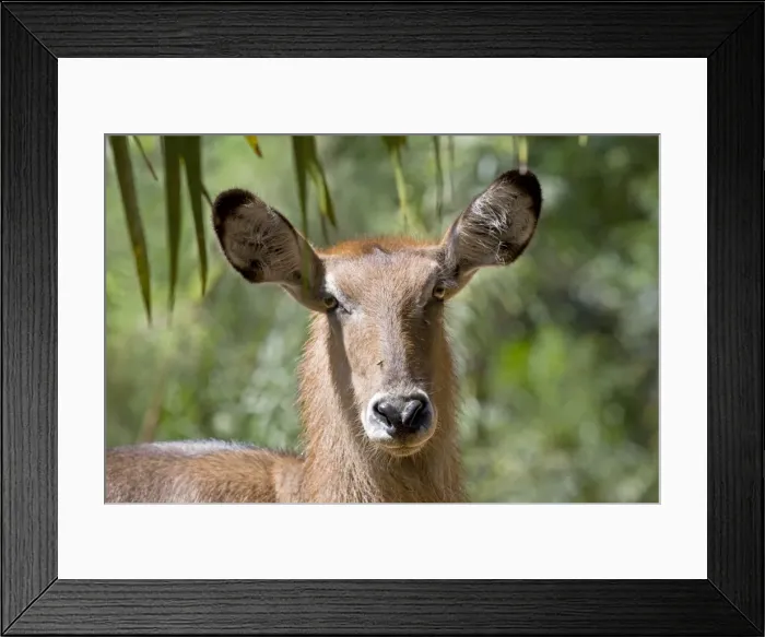 Framed Print : Waterbuck - Haller Park Mombasa Kenya Framed Print : Waterbuck - Haller Park Mombasa Kenya