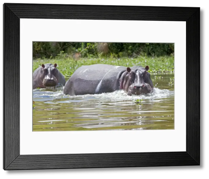 Framed Print : Hippopotamus - In water threatening - Lake Naivasha Kenya Africa Framed Print : Hippopotamus - In water threatening - Lake Naivasha Kenya Africa