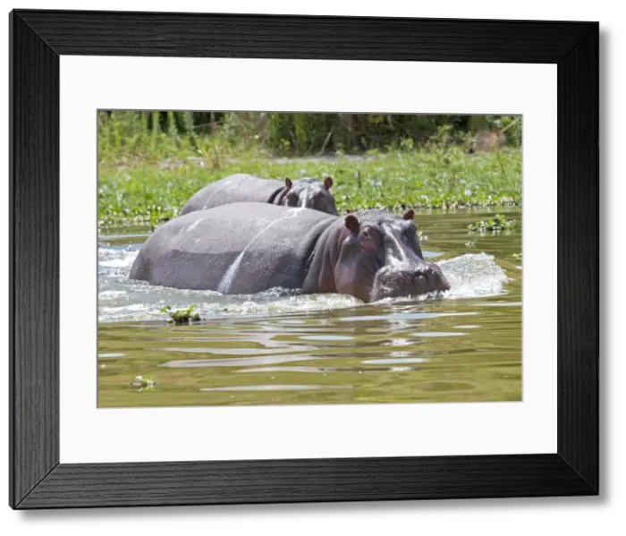 Framed Print : Hippopotamus - In water threatening - Lake Naivasha Kenya Africa Framed Print : Hippopotamus - In water threatening - Lake Naivasha Kenya Africa