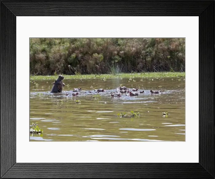 Framed Print : Herd of Hippopotamus - In water - Lake Naivasha Kenya Africa Framed Print : Herd of Hippopotamus - In water - Lake Naivasha Kenya Africa