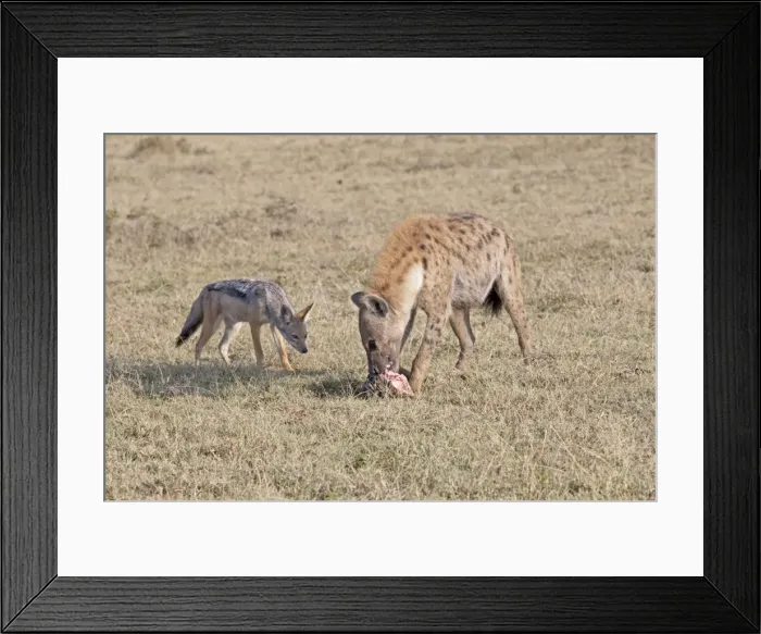 Framed Print : Jackal (Canis mesomelas) harassing Spotted Hyaena - With skull on open savannah plains - Maasai Mara North Reserve Kenya Framed Print : Jackal (Canis mesomelas) harassing Spotted Hyaena - With skull on open savannah plains - Maasai Mara North Reserve Kenya