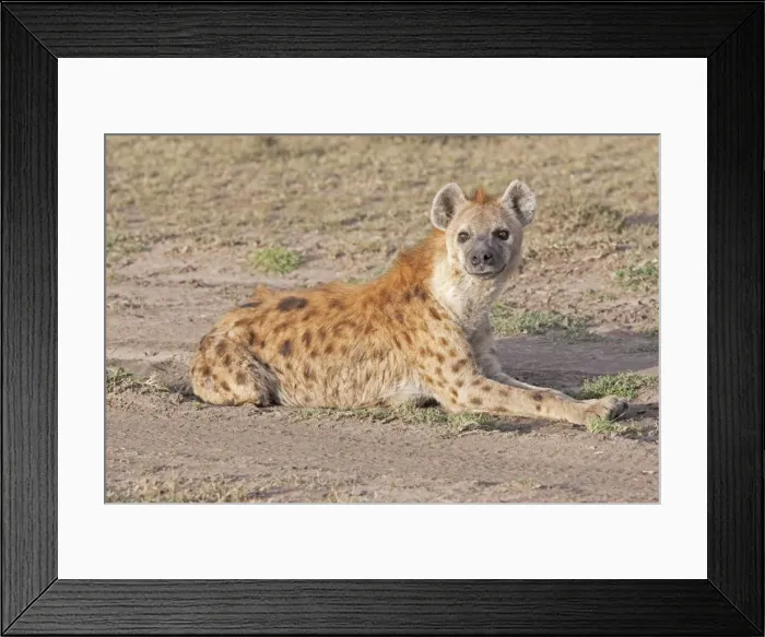 Framed Print : Spotted Hyaena - Lying down on open savannah plains - Maasai Mara North Reserve Kenya Framed Print : Spotted Hyaena - Lying down on open savannah plains - Maasai Mara North Reserve Kenya