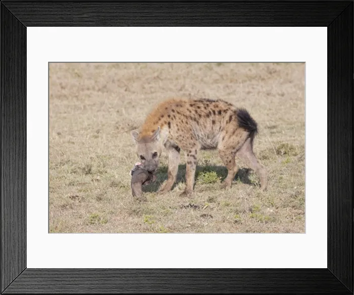 Framed Print : Spotted Hyaena - With skull on open savannah plains Maasai Mara North Reserve Kenya Framed Print : Spotted Hyaena - With skull on open savannah plains Maasai Mara North Reserve Kenya