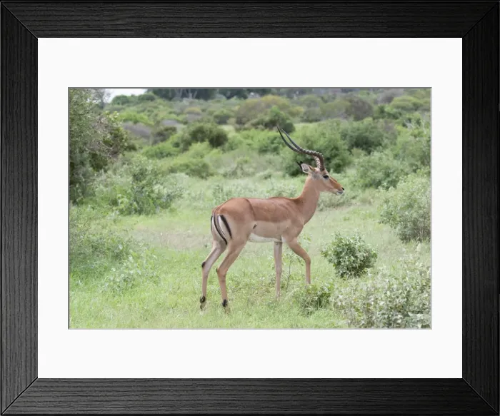 Framed Print : Impala - Male - Tsavo National Park East Kenya Framed Print : Impala - Male - Tsavo National Park East Kenya