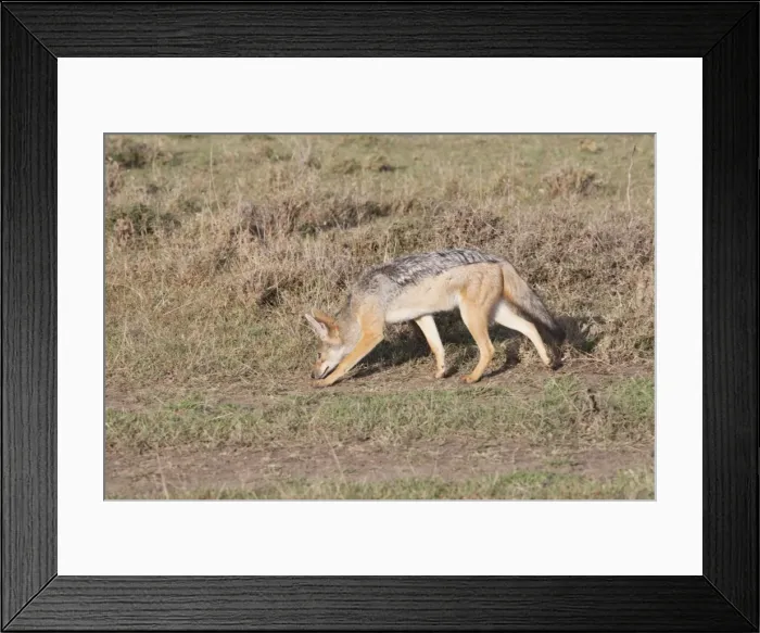 Framed Print : Black-backed Jackal - Maasai Mara North Reserve Kenya Framed Print : Black-backed Jackal - Maasai Mara North Reserve Kenya