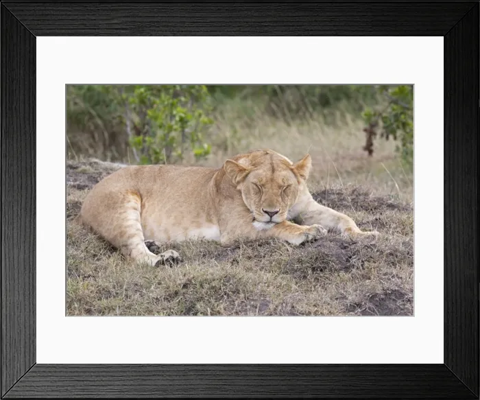 Framed Print : African Lioness - Sleeping - North Mara Reserve Kenya Framed Print : African Lioness - Sleeping - North Mara Reserve Kenya