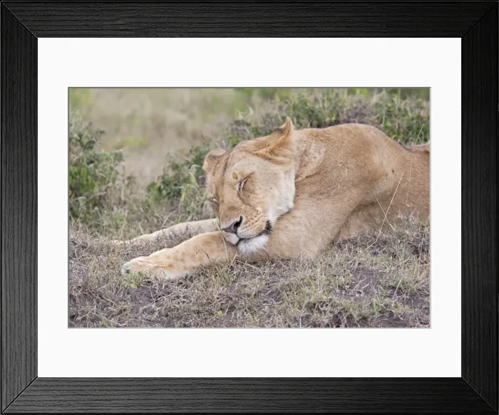 Framed Print : African Lioness - Sleeping - North Mara Reserve Kenya Framed Print : African Lioness - Sleeping - North Mara Reserve Kenya