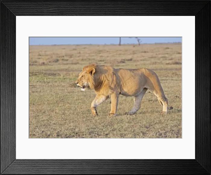 Framed Print : African Lion - Walking on savannah plains (Note belly after feeding) North Mara Reserve Kenya Africa Framed Print : African Lion - Walking on savannah plains (Note belly after feeding) North Mara Reserve Kenya Africa