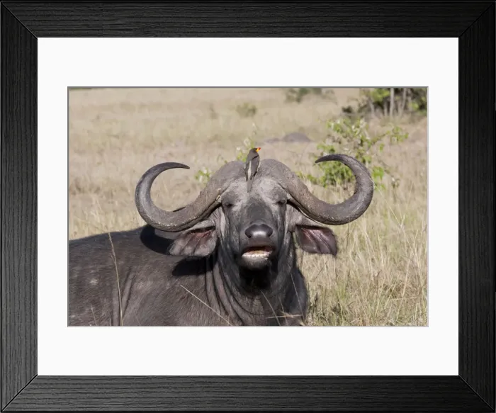 Framed Print : African Buffalo - With Oxpecker - On savannah plains - Maasai Mara North Reserve Kenya Framed Print : African Buffalo - With Oxpecker - On savannah plains - Maasai Mara North Reserve Kenya