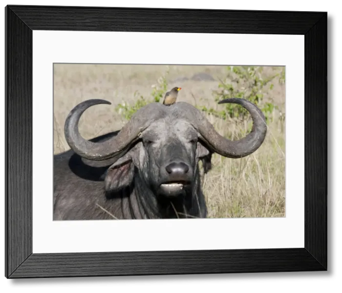 Framed Print : African Buffalo - With Oxpecker - On savannah plains - Maasai Mara North Reserve Kenya Framed Print : African Buffalo - With Oxpecker - On savannah plains - Maasai Mara North Reserve Kenya