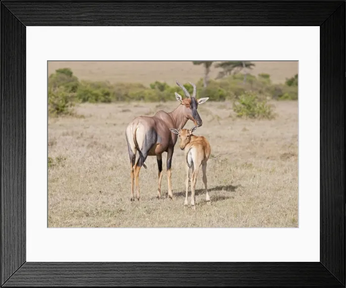 Framed Print : Topi - With calf - Maasai Mara North Reserve Kenya Framed Print : Topi - With calf - Maasai Mara North Reserve Kenya