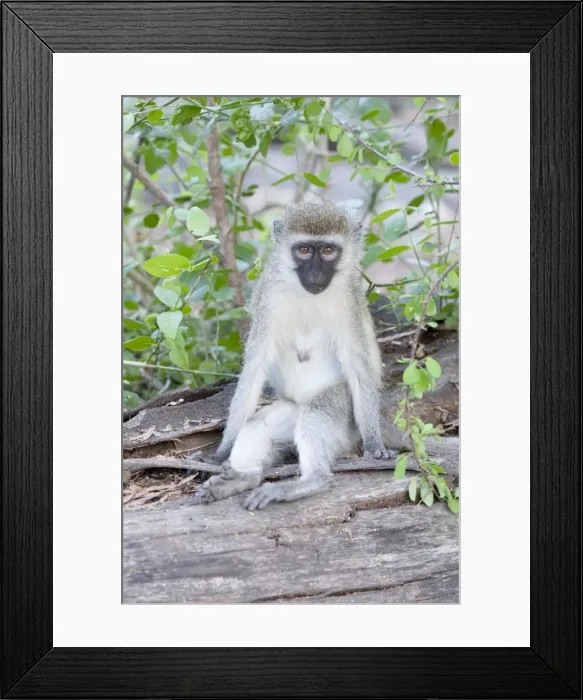 Framed Print : Black-faced Vervet Monkey - Mzima Springs Tsavo East National Park Kenya